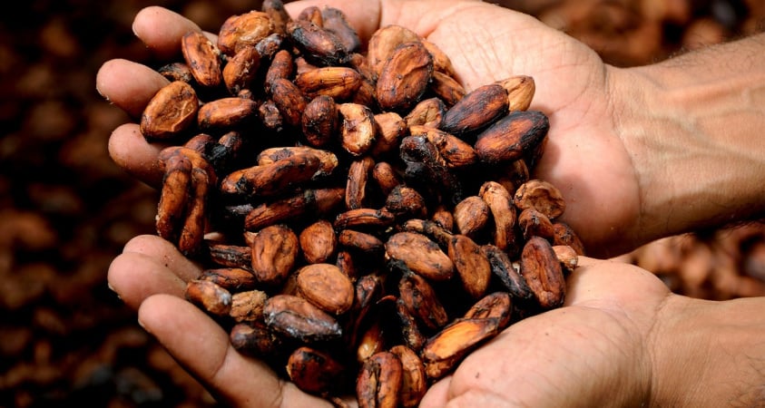 Ф'ючерси на какао в Нью-Йорку досягли нового рекорду, оскільки темпи переробки на шоколадних фабриках зберігаються, попри глобальний дефіцит пропозиції та великі ціни.
